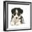 Tricolour Border Collie Puppy Lying-Mark Taylor-Framed Photographic Print