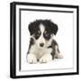 Tricolour Border Collie Puppy Lying-Mark Taylor-Framed Photographic Print