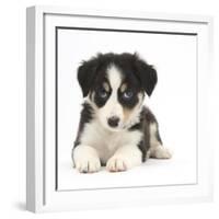 Tricolour Border Collie Puppy Lying-Mark Taylor-Framed Photographic Print