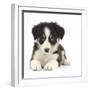 Tricolour Border Collie Puppy Lying-Mark Taylor-Framed Photographic Print