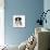 Tricolour Border Collie Puppy Lying-Mark Taylor-Mounted Photographic Print displayed on a wall