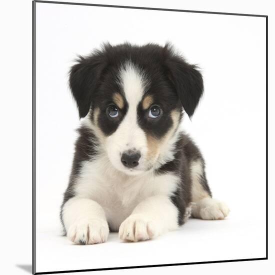 Tricolour Border Collie Puppy Lying-Mark Taylor-Mounted Photographic Print