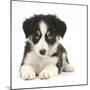 Tricolour Border Collie Puppy Lying-Mark Taylor-Mounted Photographic Print