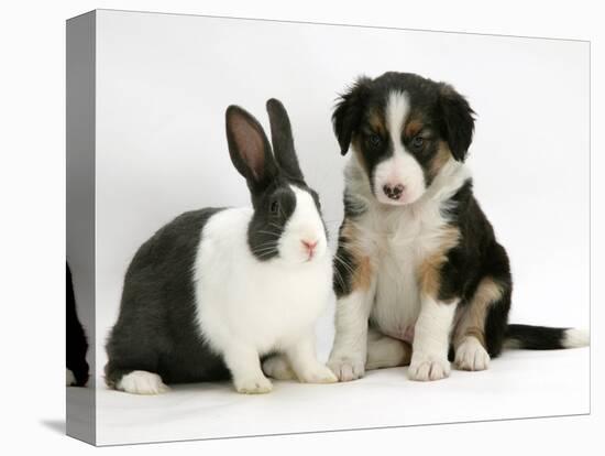 Tricolour Border Collie Puppy with Blue Dutch Rabbit-Jane Burton-Stretched Canvas