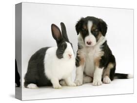 Tricolour Border Collie Puppy with Blue Dutch Rabbit-Jane Burton-Stretched Canvas