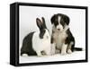 Tricolour Border Collie Puppy with Blue Dutch Rabbit-Jane Burton-Framed Stretched Canvas