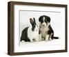 Tricolour Border Collie Puppy with Blue Dutch Rabbit-Jane Burton-Framed Premium Photographic Print