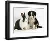 Tricolour Border Collie Puppy with Blue Dutch Rabbit-Jane Burton-Framed Premium Photographic Print