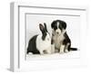 Tricolour Border Collie Puppy with Blue Dutch Rabbit-Jane Burton-Framed Premium Photographic Print