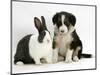 Tricolour Border Collie Puppy with Blue Dutch Rabbit-Jane Burton-Mounted Premium Photographic Print