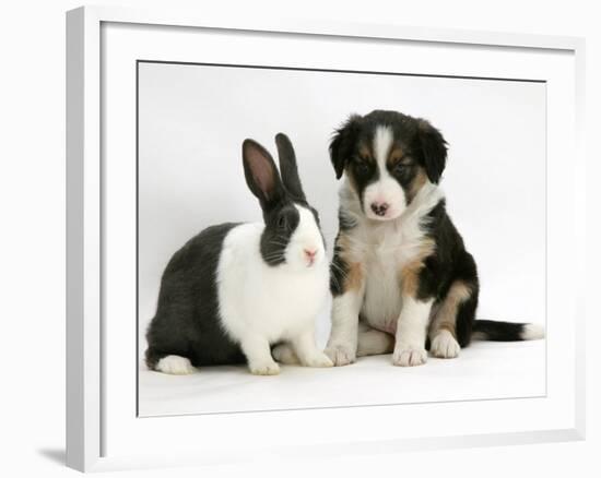 Tricolour Border Collie Puppy with Blue Dutch Rabbit-Jane Burton-Framed Photographic Print