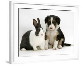 Tricolour Border Collie Puppy with Blue Dutch Rabbit-Jane Burton-Framed Photographic Print