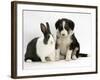 Tricolour Border Collie Puppy with Blue Dutch Rabbit-Jane Burton-Framed Photographic Print