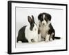 Tricolour Border Collie Puppy with Blue Dutch Rabbit-Jane Burton-Framed Photographic Print