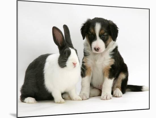 Tricolour Border Collie Puppy with Blue Dutch Rabbit-Jane Burton-Mounted Photographic Print