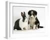 Tricolour Border Collie Puppy with Blue Dutch Rabbit-Jane Burton-Framed Photographic Print