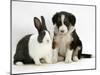 Tricolour Border Collie Puppy with Blue Dutch Rabbit-Jane Burton-Mounted Photographic Print