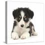Tricolour Border Collie Puppy-Mark Taylor-Stretched Canvas