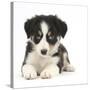 Tricolour Border Collie Puppy-Mark Taylor-Stretched Canvas