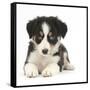 Tricolour Border Collie Puppy-Mark Taylor-Framed Stretched Canvas