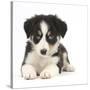 Tricolour Border Collie Puppy-Mark Taylor-Stretched Canvas