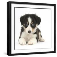 Tricolour Border Collie Puppy-Mark Taylor-Framed Premium Photographic Print