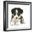 Tricolour Border Collie Puppy-Mark Taylor-Framed Premium Photographic Print