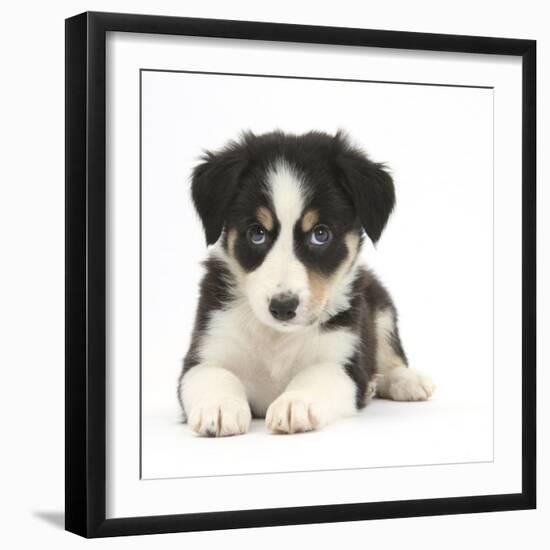 Tricolour Border Collie Puppy-Mark Taylor-Framed Premium Photographic Print