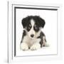 Tricolour Border Collie Puppy-Mark Taylor-Framed Photographic Print