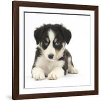 Tricolour Border Collie Puppy-Mark Taylor-Framed Photographic Print