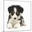 Tricolour Border Collie Puppy-Mark Taylor-Mounted Photographic Print