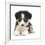 Tricolour Border Collie Puppy-Mark Taylor-Framed Photographic Print