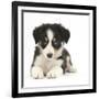 Tricolour Border Collie Puppy-Mark Taylor-Framed Photographic Print