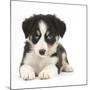 Tricolour Border Collie Puppy-Mark Taylor-Mounted Photographic Print