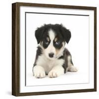 Tricolour Border Collie Puppy-Mark Taylor-Framed Photographic Print