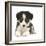 Tricolour Border Collie Puppy-Mark Taylor-Framed Photographic Print