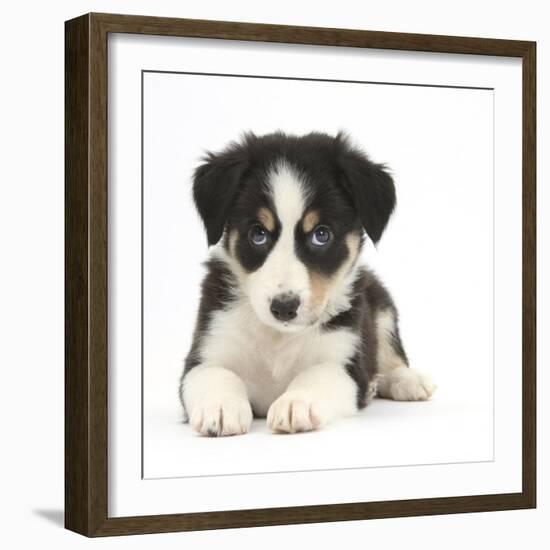 Tricolour Border Collie Puppy-Mark Taylor-Framed Photographic Print