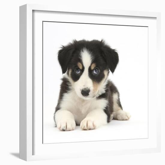 Tricolour Border Collie Puppy-Mark Taylor-Framed Photographic Print