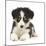 Tricolour Border Collie Puppy-Mark Taylor-Mounted Photographic Print