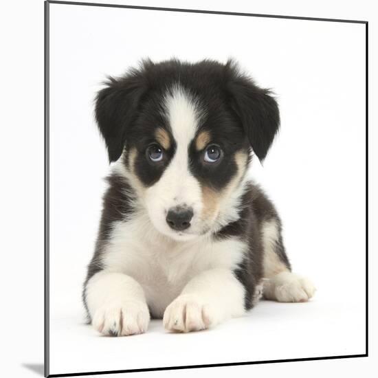 Tricolour Border Collie Puppy-Mark Taylor-Mounted Photographic Print