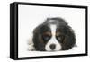 Tricolour Cavalier King Charles Spaniel Puppy, Lying with Chin on Floor-Mark Taylor-Framed Stretched Canvas