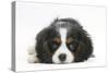 Tricolour Cavalier King Charles Spaniel Puppy, Lying with Chin on Floor-Mark Taylor-Stretched Canvas