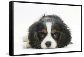 Tricolour Cavalier King Charles Spaniel Puppy, Lying with Chin on Floor-Mark Taylor-Framed Stretched Canvas