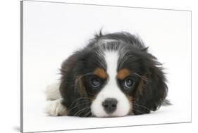 Tricolour Cavalier King Charles Spaniel Puppy, Lying with Chin on Floor-Mark Taylor-Stretched Canvas