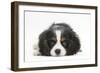 Tricolour Cavalier King Charles Spaniel Puppy, Lying with Chin on Floor-Mark Taylor-Framed Photographic Print