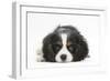 Tricolour Cavalier King Charles Spaniel Puppy, Lying with Chin on Floor-Mark Taylor-Framed Photographic Print