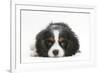 Tricolour Cavalier King Charles Spaniel Puppy, Lying with Chin on Floor-Mark Taylor-Framed Photographic Print