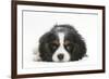 Tricolour Cavalier King Charles Spaniel Puppy, Lying with Chin on Floor-Mark Taylor-Framed Photographic Print