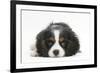 Tricolour Cavalier King Charles Spaniel Puppy, Lying with Chin on Floor-Mark Taylor-Framed Photographic Print