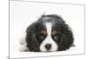 Tricolour Cavalier King Charles Spaniel Puppy, Lying with Chin on Floor-Mark Taylor-Mounted Photographic Print